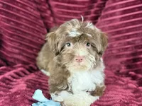 Gator, a male Havanese for sale in Houston, TX – 2 of 8