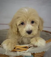 Captain, a male Havapoo for sale in Houston, TX – 7 of 7
