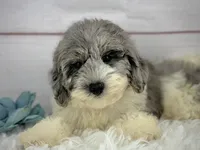 Tracker, a male Poochon for sale in Houston, TX – 2 of 4