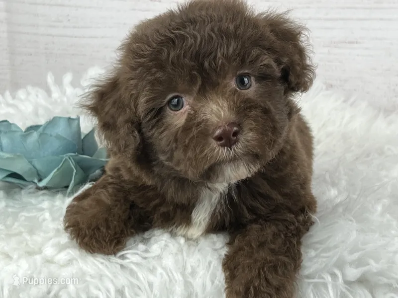 Jackson – Havapoo puppy for sale in Houston, TX