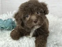 Jackson, a male Havapoo for sale in Houston, TX – 1 of 2