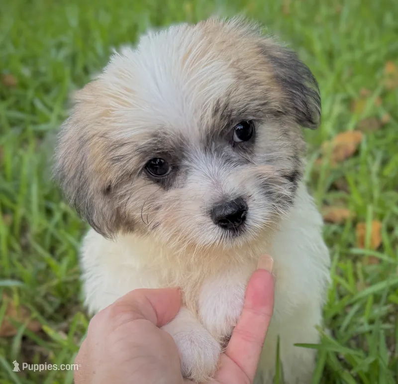 Jack – Jack Russell Terrier, Maltese puppy for sale in Houston, TX
