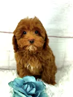 Rolex, a male Cavapoo for sale in Houston, TX – Photo 2 of 4