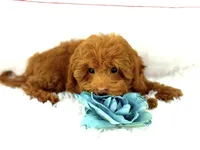 Rolex, a male Cavapoo for sale in Houston, TX – Photo 3 of 4