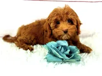 Rolex, a male Cavapoo for sale in Houston, TX – Photo 1 of 4