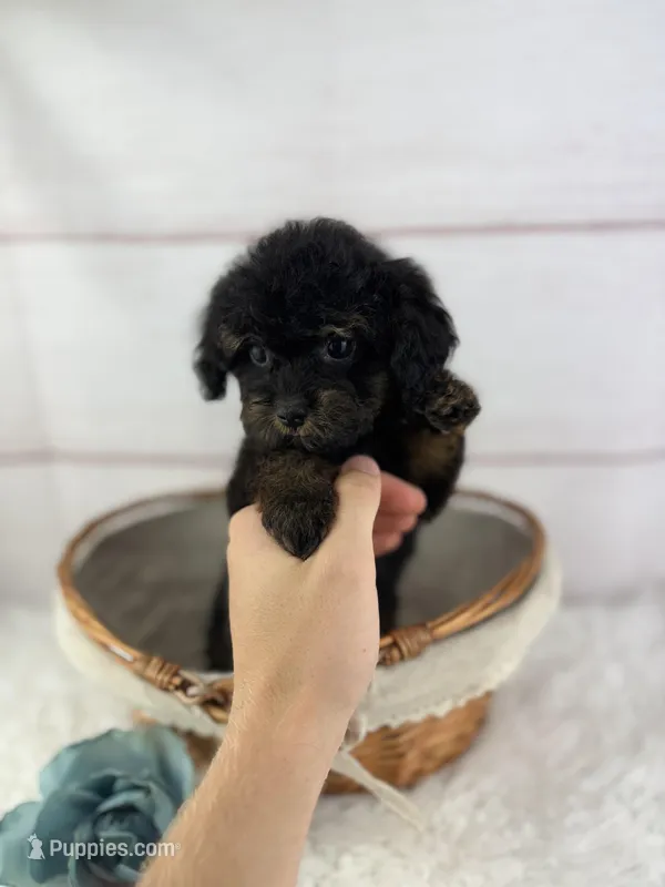 Gabriel – Cavapoo puppy for sale in Houston, TX