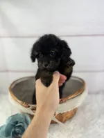 Gabriel, a male Cavapoo for sale in Houston, TX – Photo 3 of 4