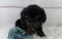 Gabriel, a male Cavapoo for sale in Houston, TX – Photo 2 of 4