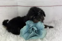 Gabriel, a male Cavapoo for sale in Houston, TX – Photo 1 of 4