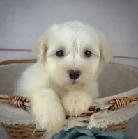 Louie, a male Havanese for sale in Houston, TX – 4 of 4