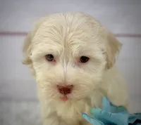 Parker, a male Havanese for sale in Houston, TX – 2 of 5