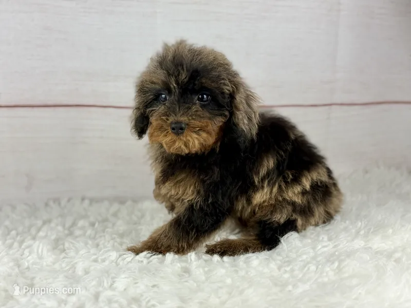 Hope – Cavapoo puppy for sale in Houston, TX