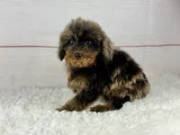 Hope, a female Cavapoo for sale in Houston, TX – 1 of 6