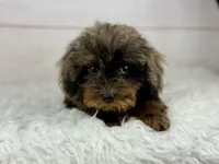 Hope, a female Cavapoo for sale in Houston, TX – 6 of 6