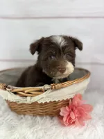 Olive, a female Havanese for sale in Houston, TX – 9 of 9