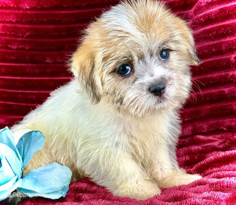 Ronan – Jack Russell Terrier, Maltese puppy for sale in Houston, TX