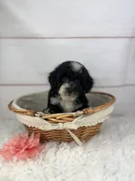 Opal, a female Havapoo for sale in Houston, TX – 6 of 6