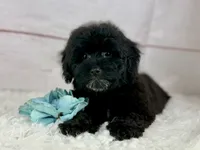 Bear, a male Poochon for sale in Houston, TX – 4 of 6