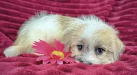 Gale, a female Jack Russell Terrier and Maltese for sale in Houston, TX – 2 of 3