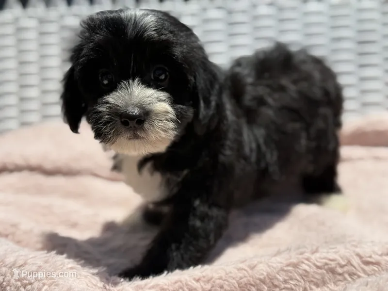 Flynn – Havapoo puppy for sale in Houston, TX