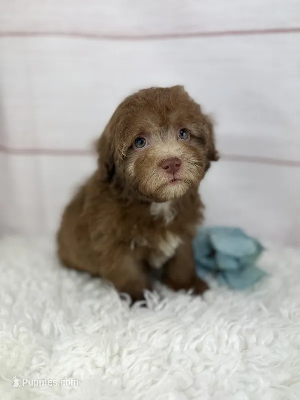 Jax – Havapoo puppy for sale in Houston, TX
