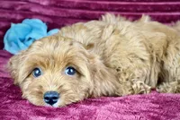 Tobias, a male Cavapoo for sale in Houston, TX – 2 of 5