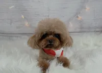 Shimmer, a female Poodle - Toy  for sale in Houston, TX – 2 of 2
