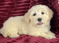 Biscotti, a female Maltipoo for sale in Houston, TX – 9 of 9