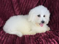 Berkeley , a male Poochon for sale in Houston, TX – Photo 8 of 8