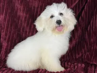 Berkeley , a male Poochon for sale in Houston, TX – Photo 4 of 8