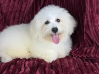 Berkeley , a male Poochon for sale in Houston, TX – Photo 6 of 8