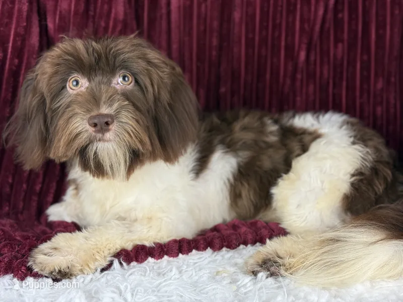 Georgie – Havanese puppy for sale in Houston, TX