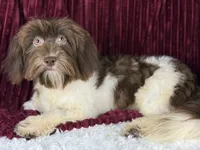Georgie, a male Havanese for sale in Houston, TX – 1 of 4