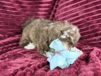 Gator, a male Havanese for sale in Houston, TX – 4 of 8