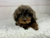 Hope, a female Cavapoo for sale in Houston, TX – 5 of 6