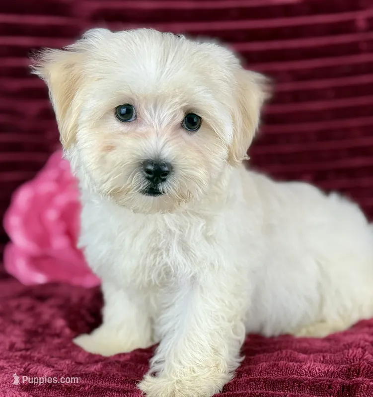 Sugar – Maltipoo puppy for sale in Houston, TX