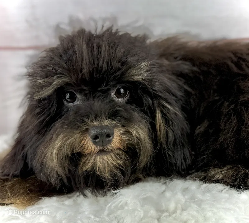 Gabriel – Cavapoo puppy for sale in Houston, TX