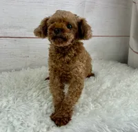Shimmer, a female Poodle - Toy  for sale in Houston, TX – 4 of 5