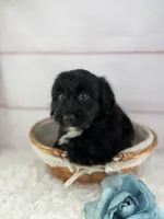 Pluto, a male Miniature Aussiedoodle for sale in Houston, TX – 3 of 4