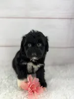 Izzy, a female Miniature Aussiedoodle for sale in Houston, TX – 4 of 5