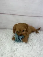 Dandy, a male Cavapoo for sale in Houston, TX – Photo 3 of 6