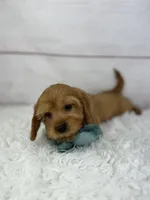 Dandy, a male Cavapoo for sale in Houston, TX – Photo 2 of 6