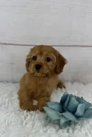 Dandy, a male Cavapoo for sale in Houston, TX – Photo 6 of 6