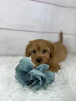 Dandy, a male Cavapoo for sale in Houston, TX – Photo 5 of 6