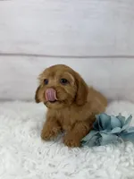 Dandy, a male Cavapoo for sale in Houston, TX – Photo 4 of 6