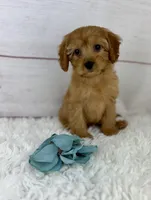 Dandy, a male Cavapoo for sale in Houston, TX – Photo 1 of 6