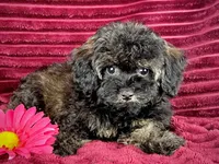 Zinnia , a female Maltipoo for sale in Houston, TX – 4 of 4