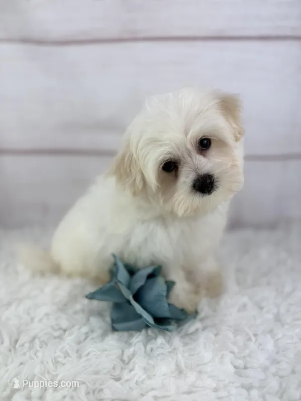 Barney – Mal Shi puppy for sale in Houston, TX