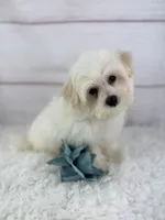 Barney, a male Mal Shi for sale in Houston, TX – 1 of 4