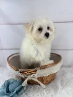 Barney, a male Mal Shi for sale in Houston, TX – 2 of 4